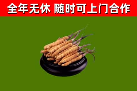 南山区烟酒回收冬虫夏草.jpg
