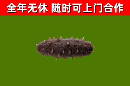 南山区烟酒回收干海参.jpg